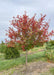 Afterburner Black Tupelo growing in the nursery's field with changing fall color.