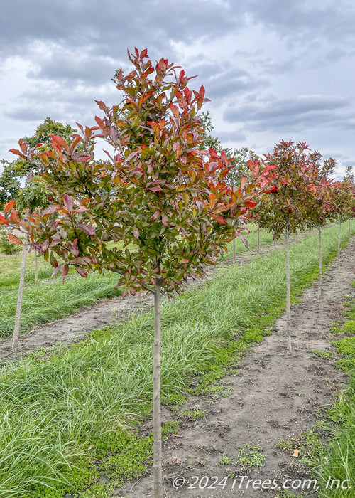 Afterburner Black Tupelo grows in a nursery row with green leaves changing to red.