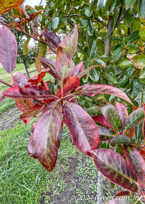 Closeup of changing fall color