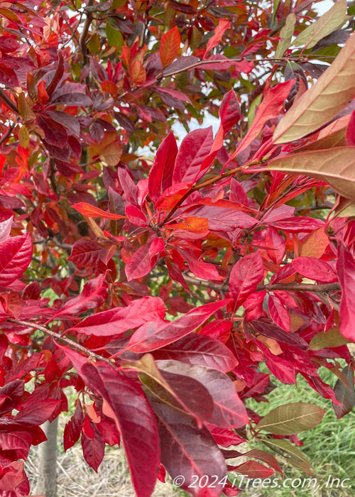 Closeup of end of a branch of red leaves