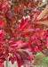 Closeup of end of a branch of red leaves