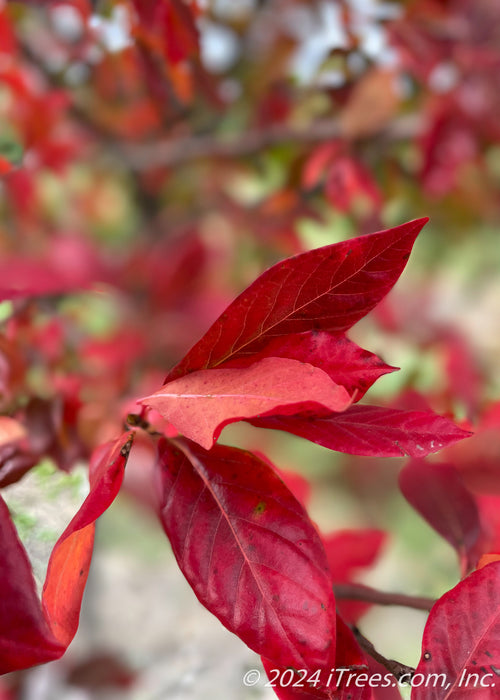 Closeup of dark red leaves