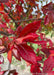 Closeup of dark red leaves at the end of a branch.