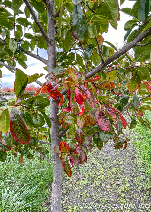 Closeup of trunk, and branches with green leaves with changing fall color