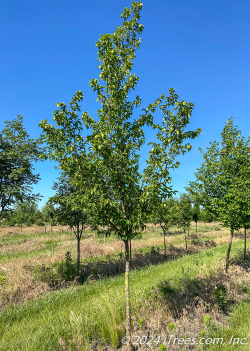 American Hophornbeam grows in a nursery row with green leaves. 