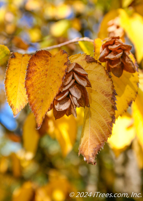 Closeup of bright yellow serrated edged leaf with brown hop-like fruit.