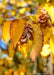 Closeup of bright yellow serrated edged leaf with brown hop-like fruit.