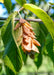 Closeup of brown hop-like nutlet. 