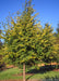 American Hophornbeam with a dense canopy of green leaves just beginning to change to their fall color.