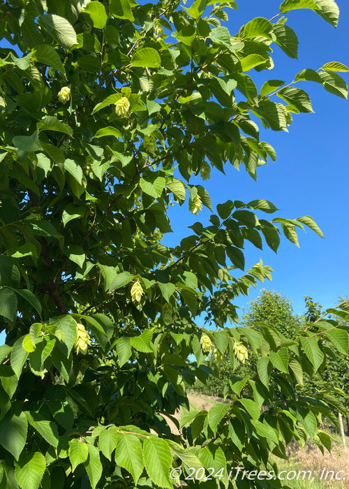 Closeup of branches with bright green leaves. 