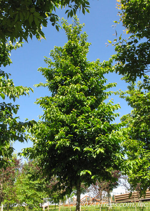 Autumn Treasure® Hophornbeam