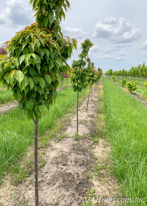 A row of Persian Parrotia in the nursery.