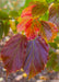 Closeup of deep purple, red and yellow fall leaves.