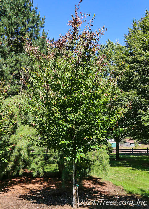 Ruby Vase Persian Parrotia with green leaves with the top of the tree's crow beginning to change to red fall color.