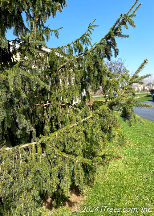 Closeup of dropping branch and needles. A clear blue sky and green grass are in the background.