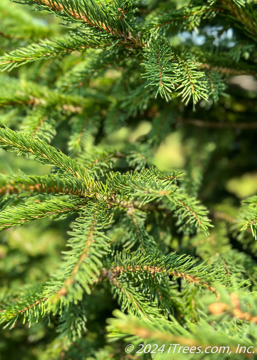 Closeup of dark green sharp needles.