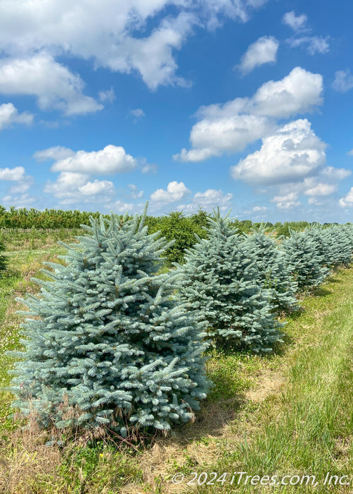 A row of Fat Albert spruce in the nursery.