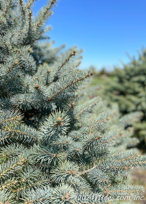 Closeup of the top of the trees canopy of blueish-green needles.