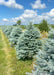 A row of Fat Albert spruce in the nursery.