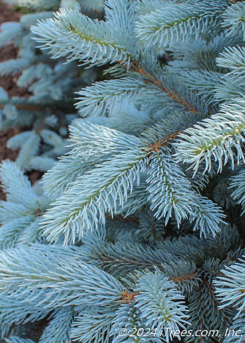 Closeup of silvery blue needles.