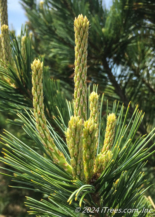 Closeup of needles.