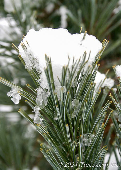 Closeup of needles holding snow.