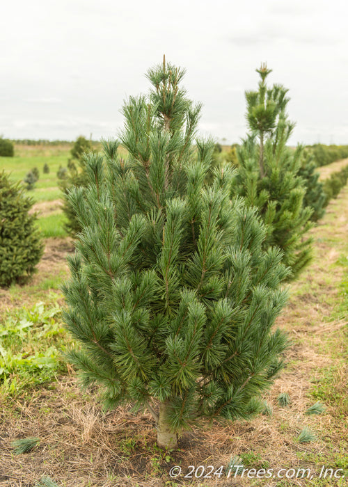 A row of Vanderwolf Pine at the nursery.