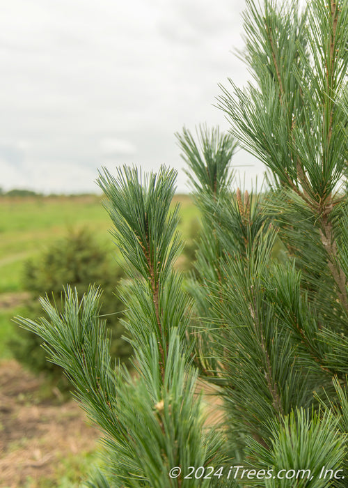 Closeup of needles and outer branching.