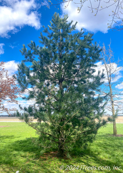 A maturing Vanderwolf Pine planted in an open area of a yard.