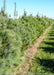 A row of White Pine at the nursery.