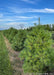 A row of White Pine at the nursery.