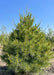 A White Pine at the nursery seen with new growth emerging.