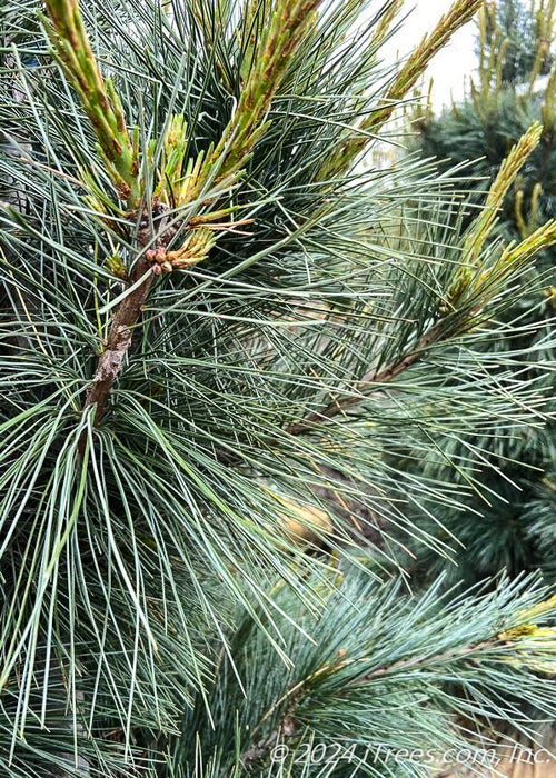 Closeup of dark blueish-green long needles.