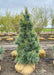 A single Domingo Pine in the nursery's yard showing tight upright branching and dark blueish-green needles.