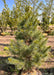 Domingo White Pine in the nursery's yard in summertime, showing fluffy branches of pine needles and bright green new growth at the ends of each branch.