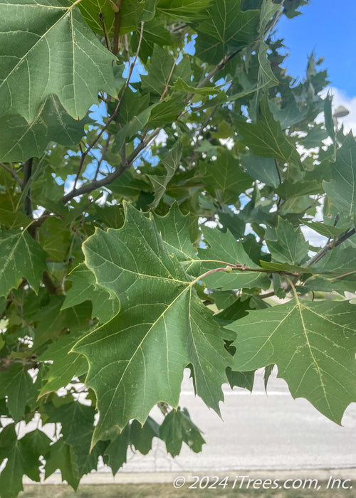 Closeup of green leaves.