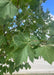 Closeup of green leaves.