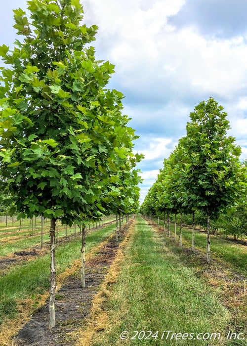 Tow rows of london planetrees grow in the nursery.