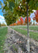 A row of london planetree grow in the nursery during fall, shows lower canopy with  transitioning fall color and closeup of trunk.