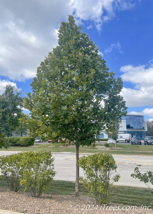 Exclamation London Planetree planted in a berm along a street and parking lot.