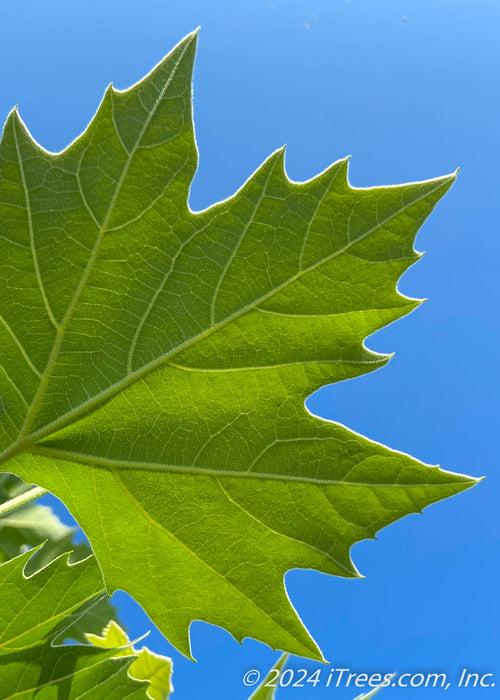 Closeup of bright green leaf.