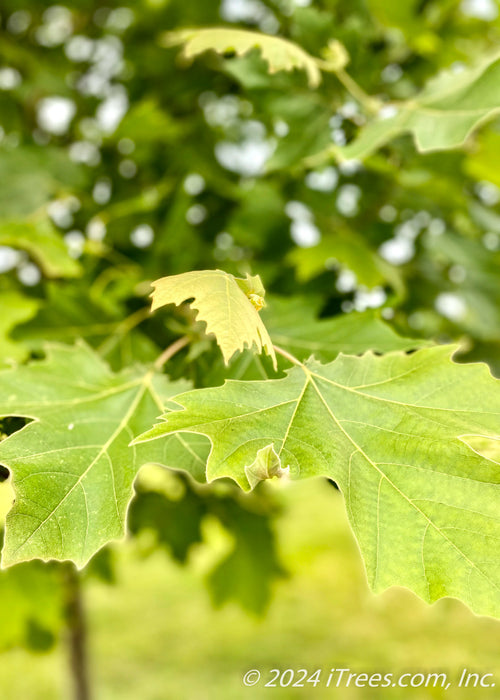 Closeup of newly emerged bright green leaves.