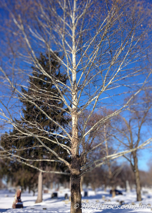 Monumental London Planetree without leaves in winter exposing strong branching structure and chalky white bark. 