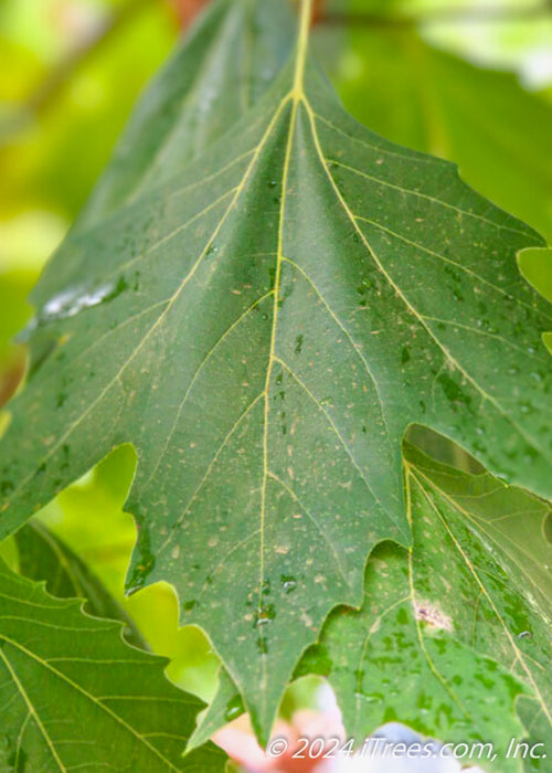 Closeup of Monumental London Planetree's large green leaves.