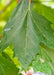 Closeup of Monumental London Planetree's large green leaves.