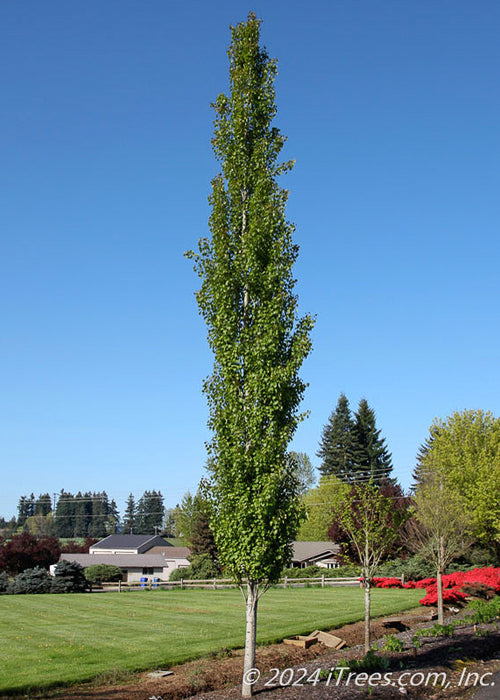 A maturing Swedish Columnar Aspen with a white trunk, upright slender form and green leaves planted in a backyard berm.