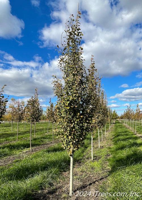 A row of Swedish Columnar Aspen at the nursery with green leaves.