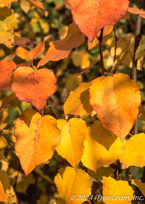 Closeup of bright yellow-orange fall color.