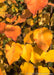 Closeup of bright yellow-orange fall color.