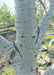 Closeup of lower white trunk and and branching.